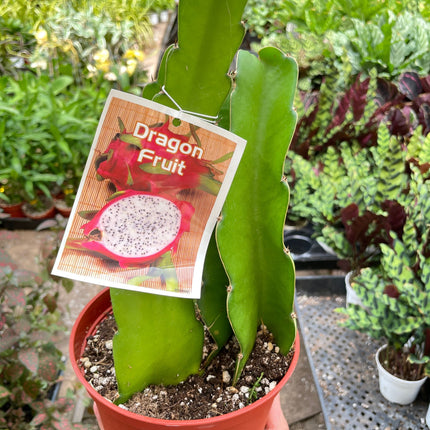 Dragon Fruit