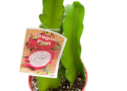 Dragon Fruit