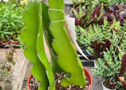 Dragon Fruit