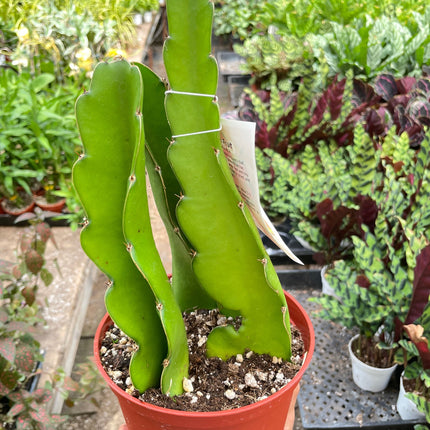 Dragon Fruit