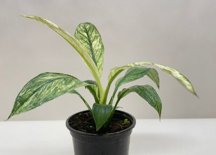Spathiphyllum Jessica