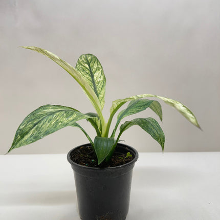 Spathiphyllum Jessica