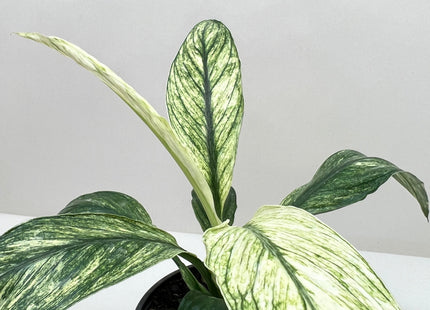 Spathiphyllum Jessica
