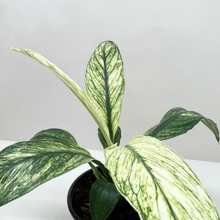 Spathiphyllum Jessica