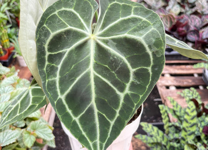 Anthurium 'Clarinervium'