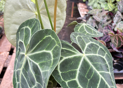 Anthurium 'Clarinervium'