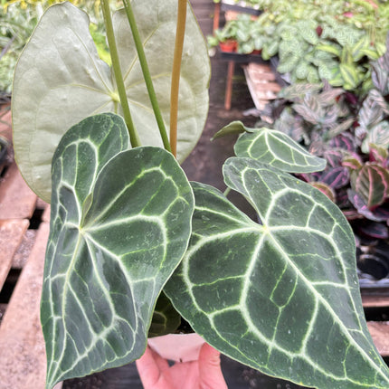 Anthurium 'Clarinervium'