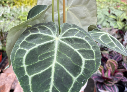 Anthurium 'Clarinervium'