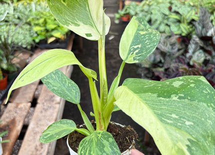 Philodendron Jose Bueno