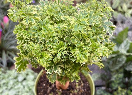 Aralia Ming Gold Mini Bonsai