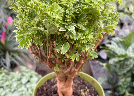 Aralia Ming Gold Mini Bonsai