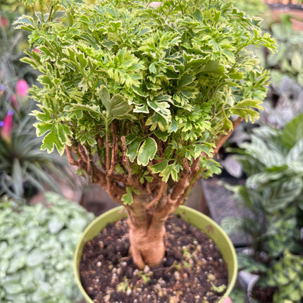 Aralia Ming Gold Mini Bonsai