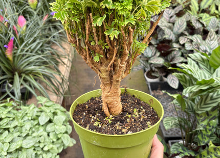 Aralia Ming Gold Mini Bonsai