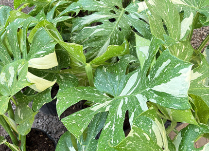 Monstera 'Thai Constellation'