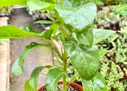 Schefflera Actinophylla