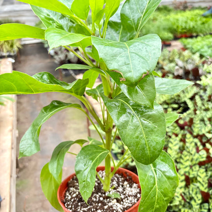 Schefflera Actinophylla