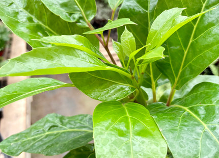 Schefflera Actinophylla