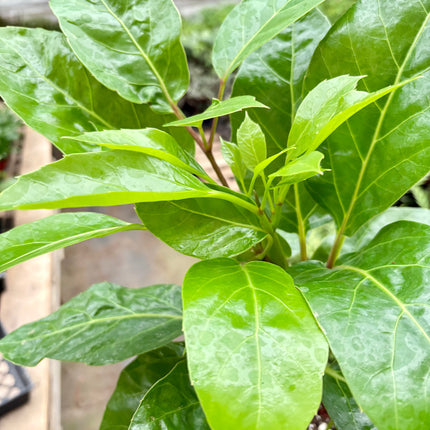 Schefflera Actinophylla