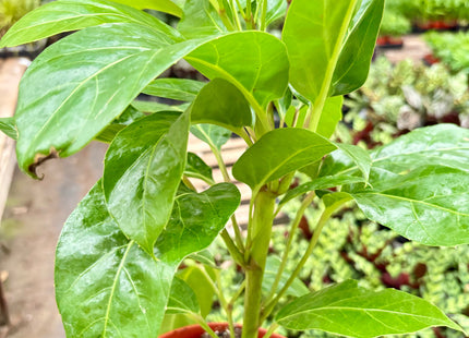 Schefflera Actinophylla