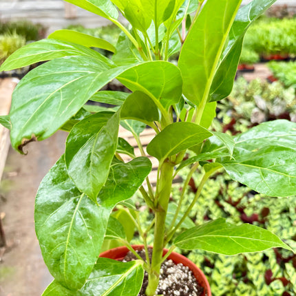 Schefflera Actinophylla