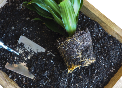 Indoor Plant Potting Soil - Puck