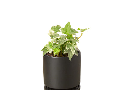English Ivy 'Glacier'