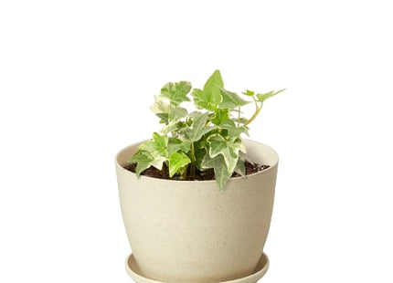 English Ivy 'Glacier'