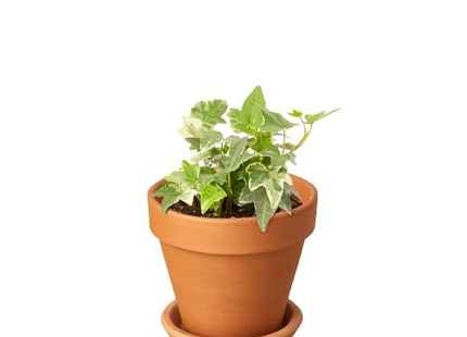 English Ivy 'Glacier'