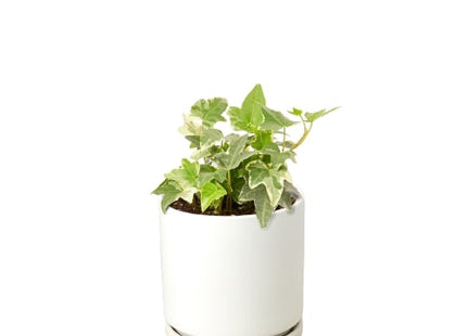 English Ivy 'Glacier'
