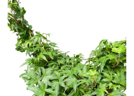 Ivy Green Topiary Heart