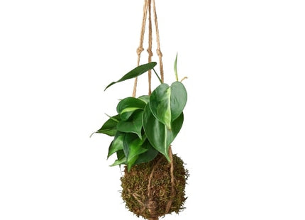 Kokedama Moss Ball Hanging Plant