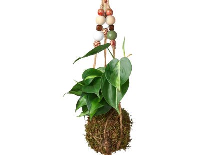 Bead Kokedama Moss Ball Hanging Plant
