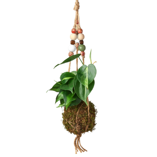Bead Kokedama Moss Ball Hanging Plant