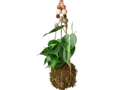 Bead Kokedama Moss Ball Hanging Plant