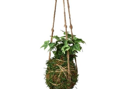 Kokedama Moss Ball Hanging Plant