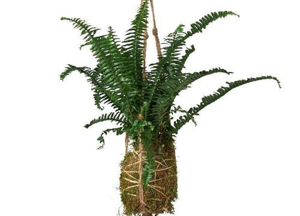 Kokedama Moss Ball Hanging Plant