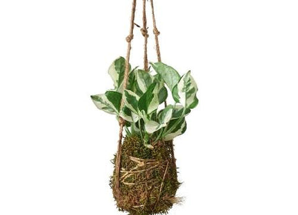 Kokedama Moss Ball Hanging Plant