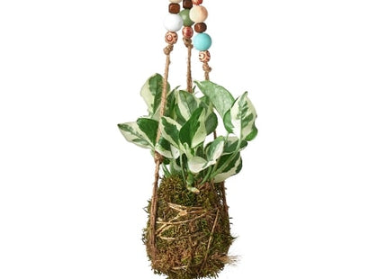 Bead Kokedama Moss Ball Hanging Plant