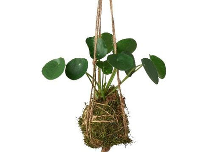 Kokedama Moss Ball Hanging Plant