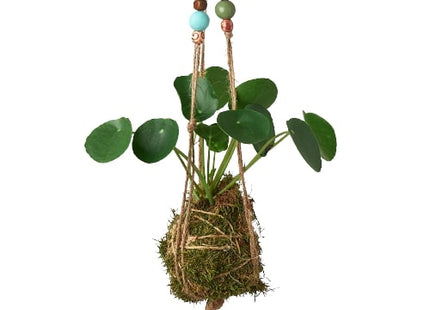 Bead Kokedama Moss Ball Hanging Plant