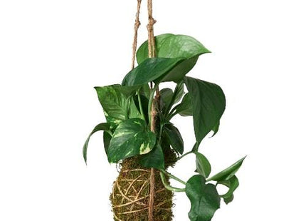 Kokedama Moss Ball Hanging Plant