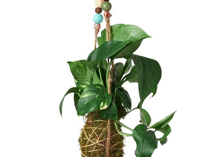 Bead Kokedama Moss Ball Hanging Plant