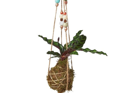 Bead Kokedama Moss Ball Hanging Plant
