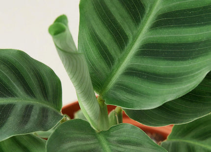 Calathea 'Zebrina' - 4" Pot