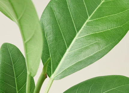 Ficus 'Audrey'