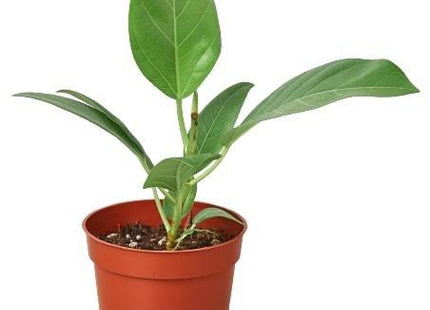 Ficus 'Audrey'