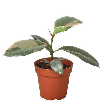 Ficus Elastica 'Ruby Pink'