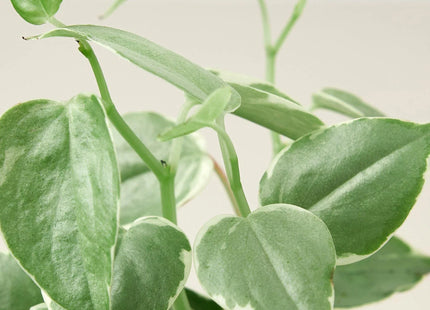 Peperomia 'Cupid'