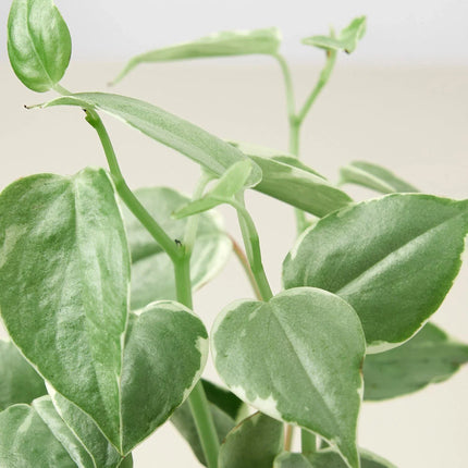 Peperomia 'Cupid'