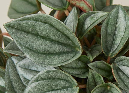 Peperomia 'Napoli Nights' - 4" Pot